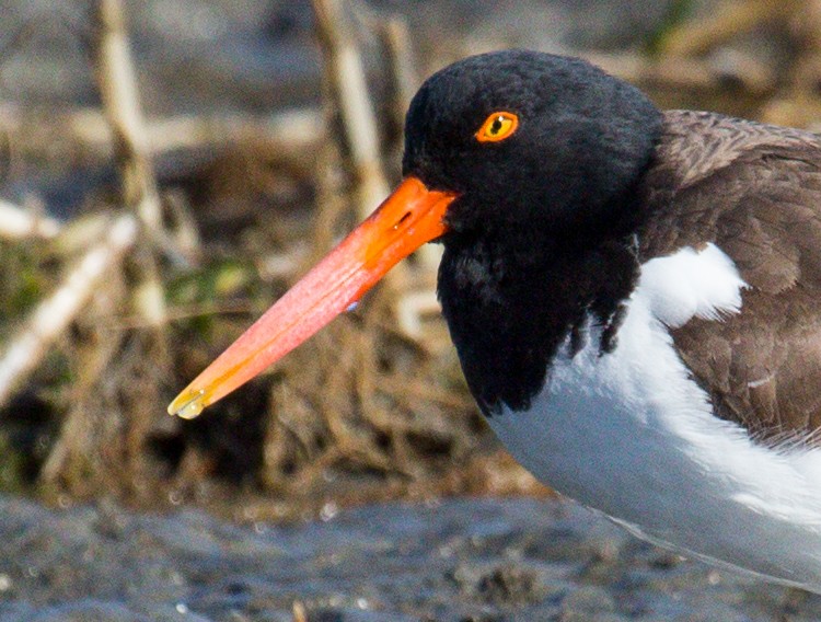 American Oystercatcher - ML616321591