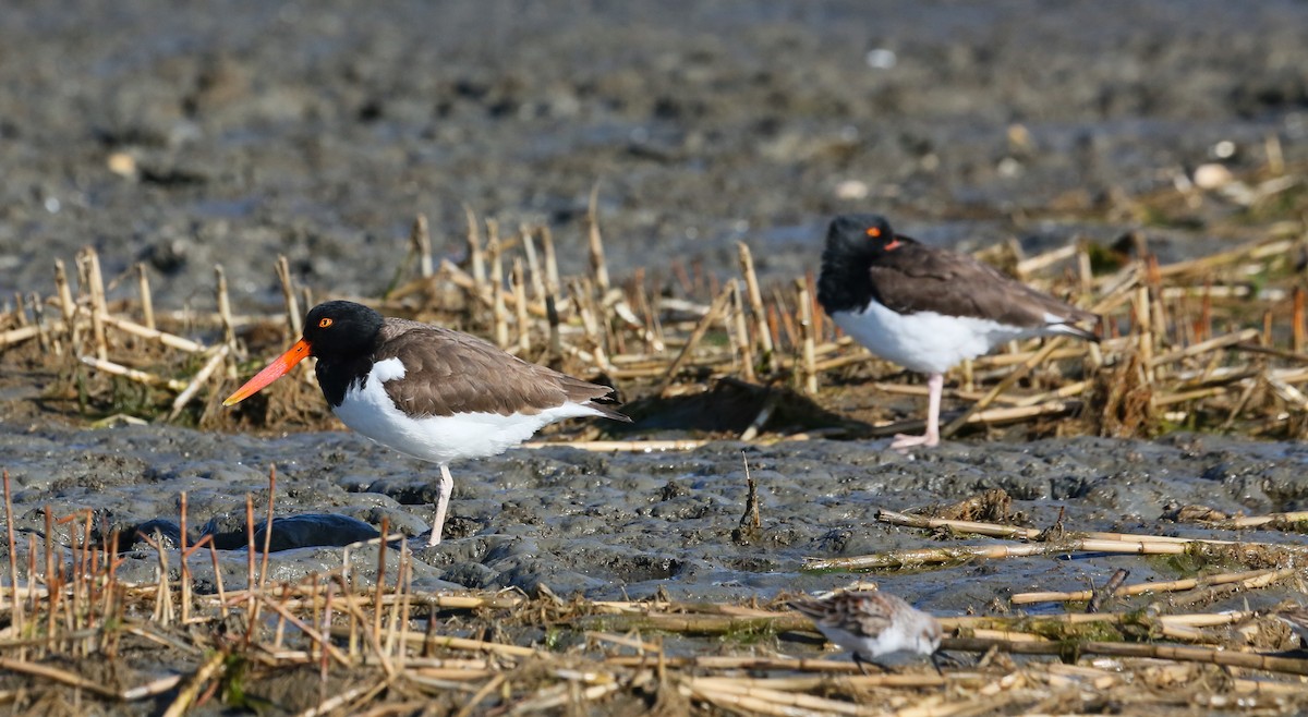 American Oystercatcher - ML616321592