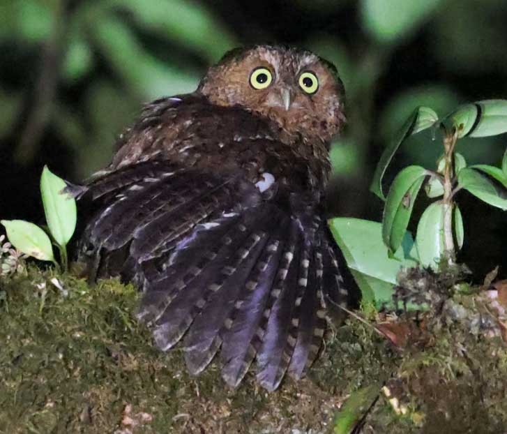 Bare-shanked Screech-Owl - ML616321615