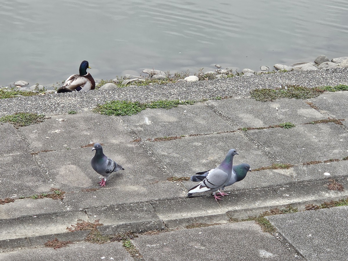 Rock Pigeon (Feral Pigeon) - Chengheng Hu