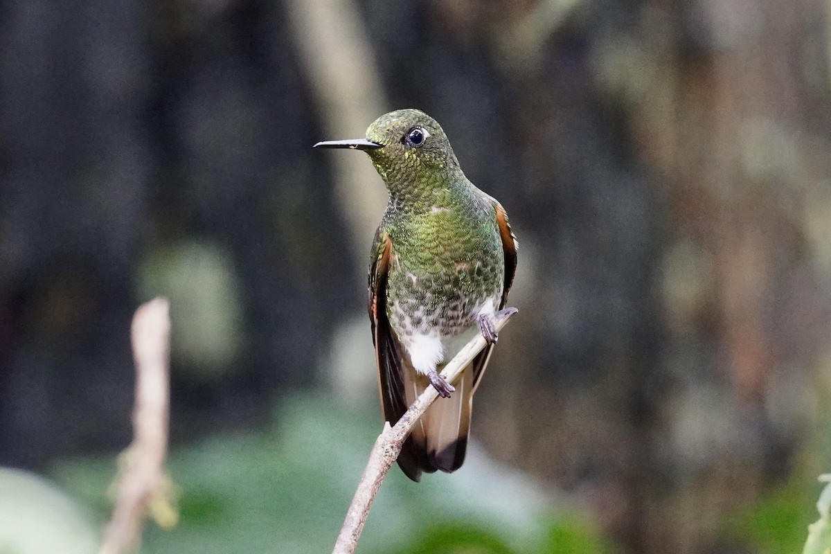 Buff-tailed Coronet - ML616321666