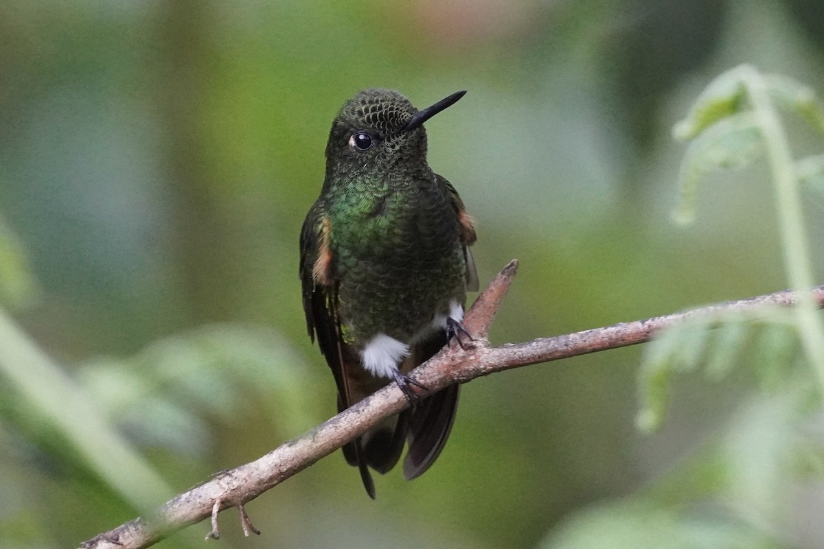 Buff-tailed Coronet - Terry Bohling