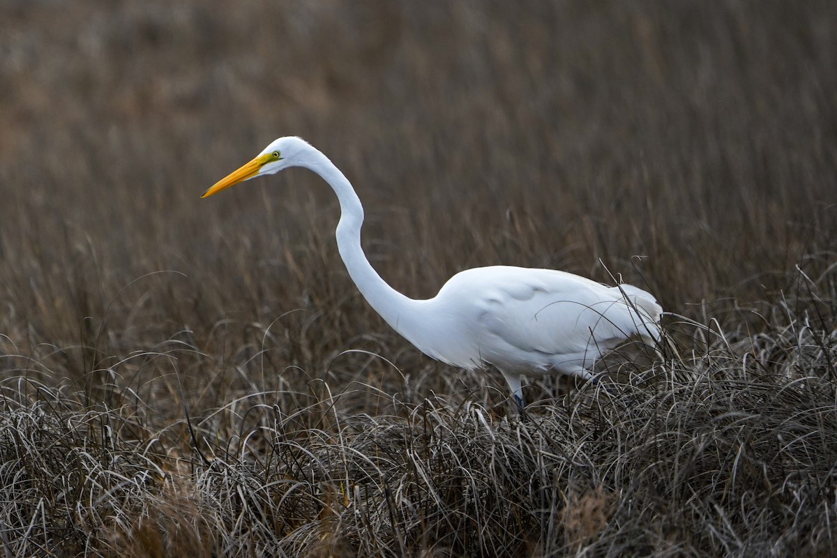 Great Egret - ML616321728