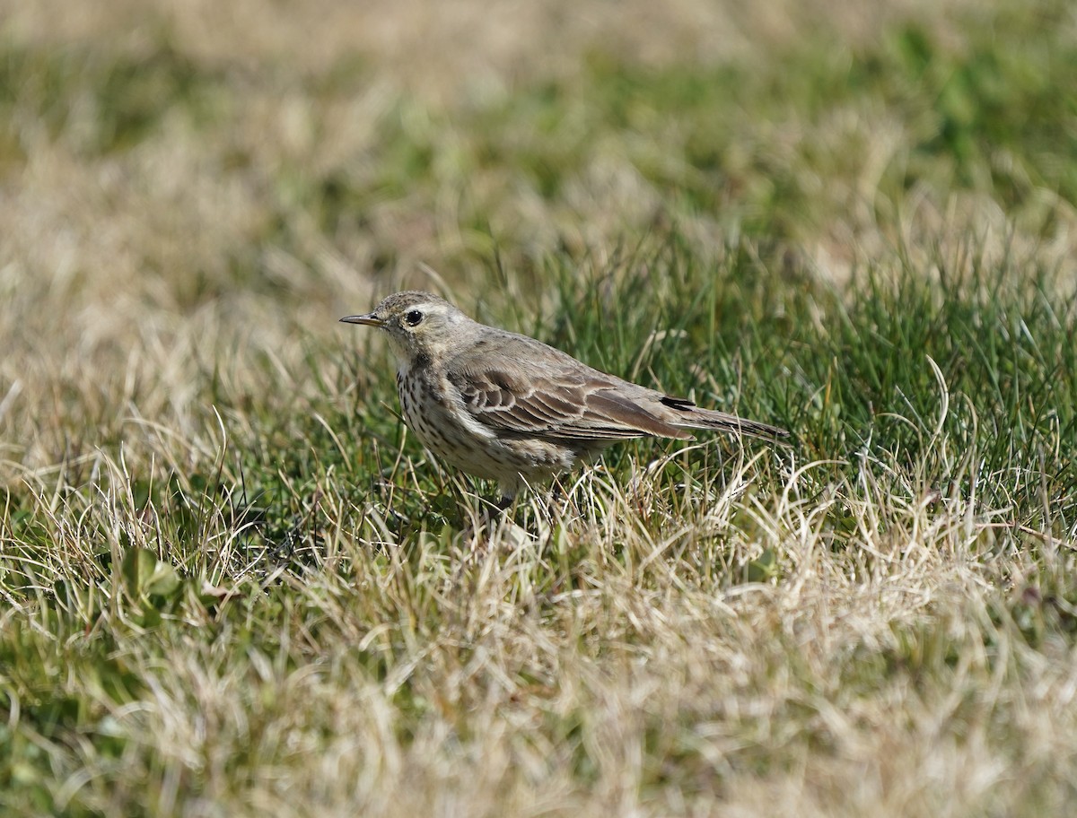 American Pipit - ML616321743