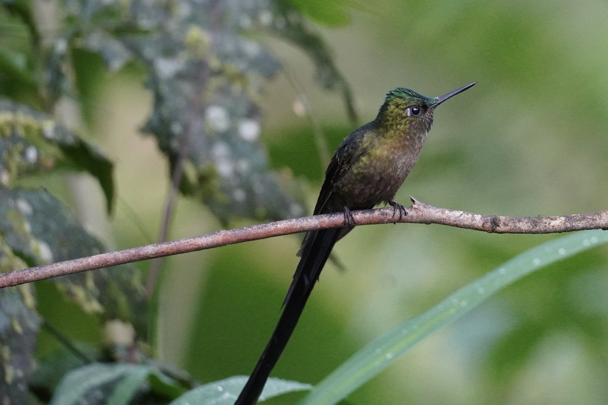 Violet-tailed Sylph - ML616321746