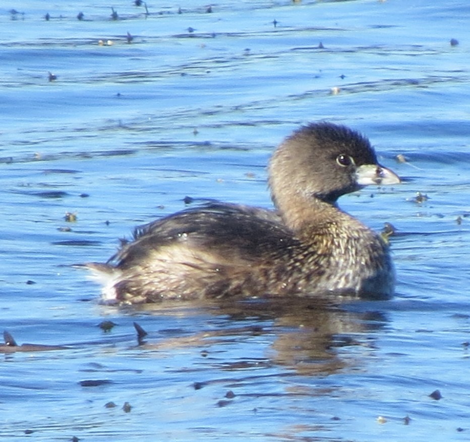 Pied-billed Grebe - ML616321760