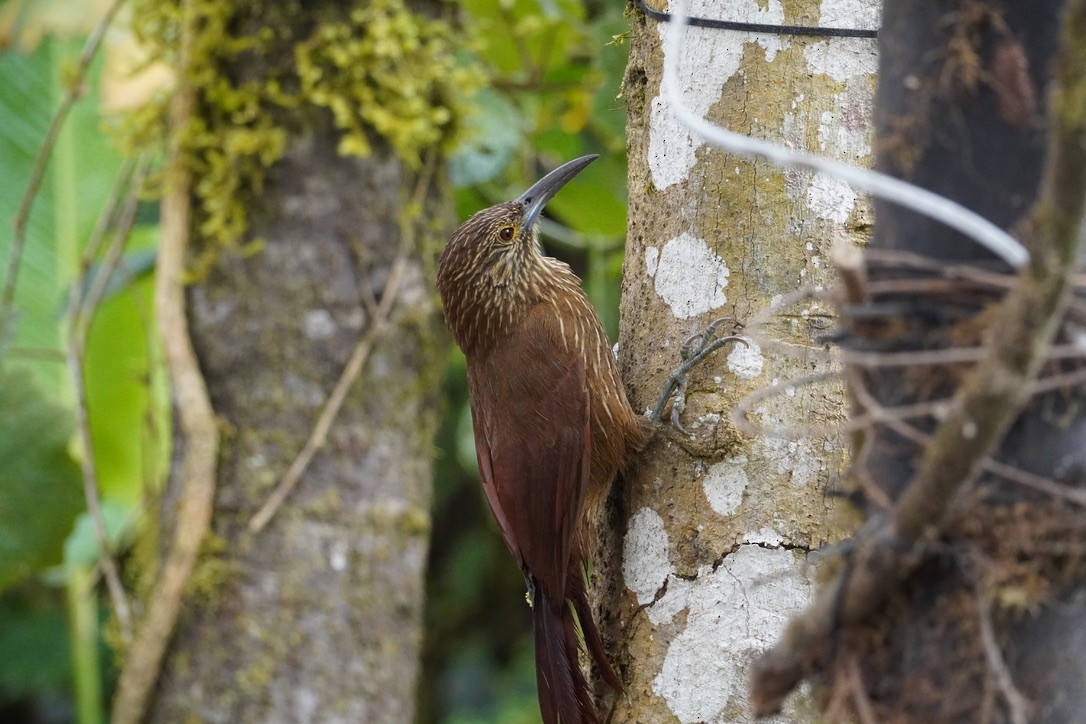 Strong-billed Woodcreeper - ML616321778