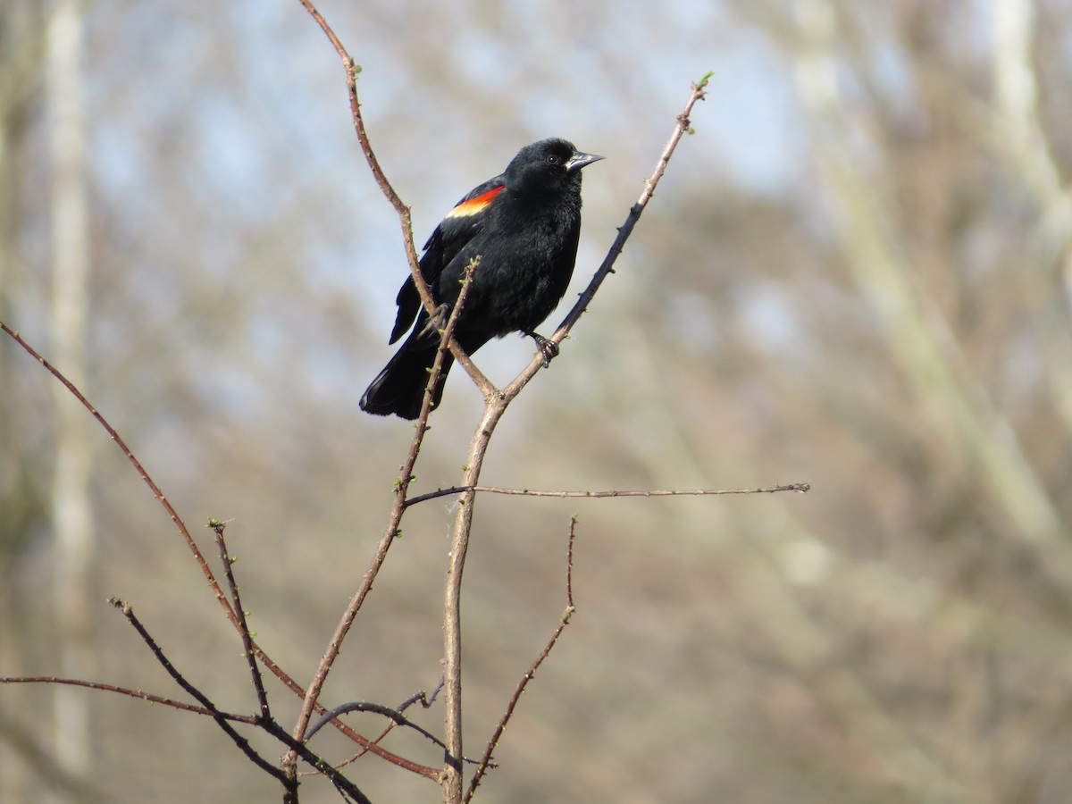 Red-winged Blackbird - ML616321801