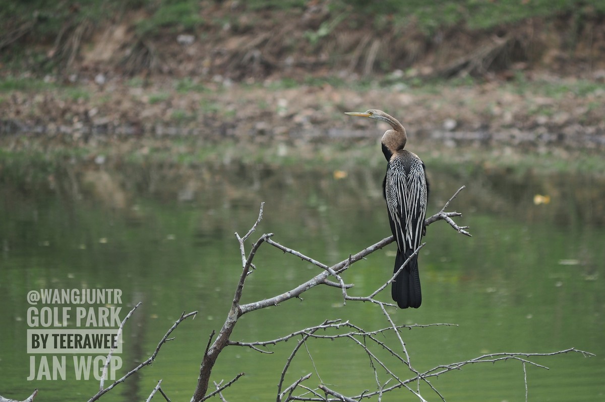 anhinga indomalajská - ML616321806