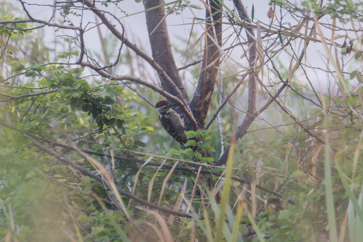 Freckle-breasted Woodpecker - ML616321845