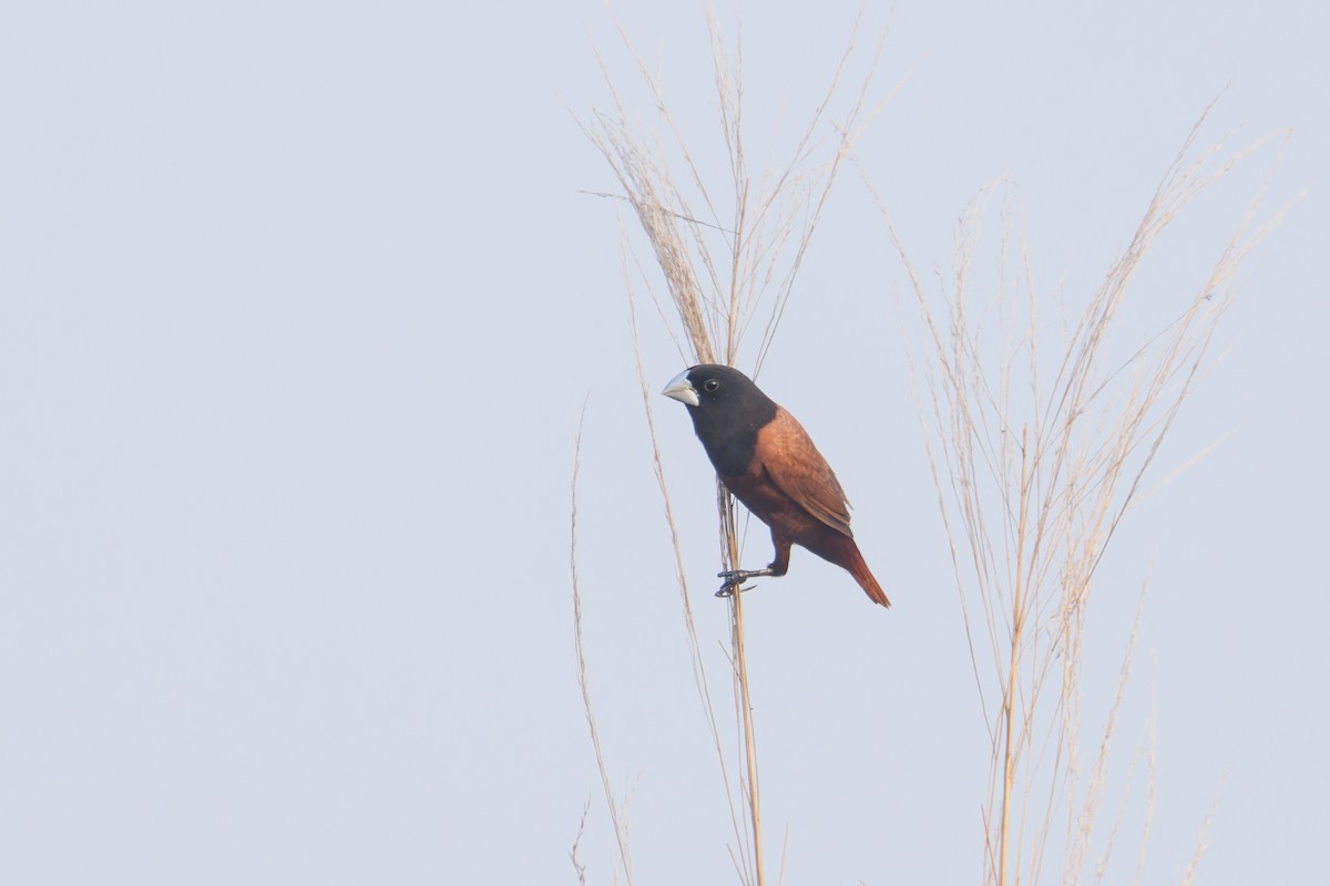 Chestnut Munia (Chestnut) - ML616321851