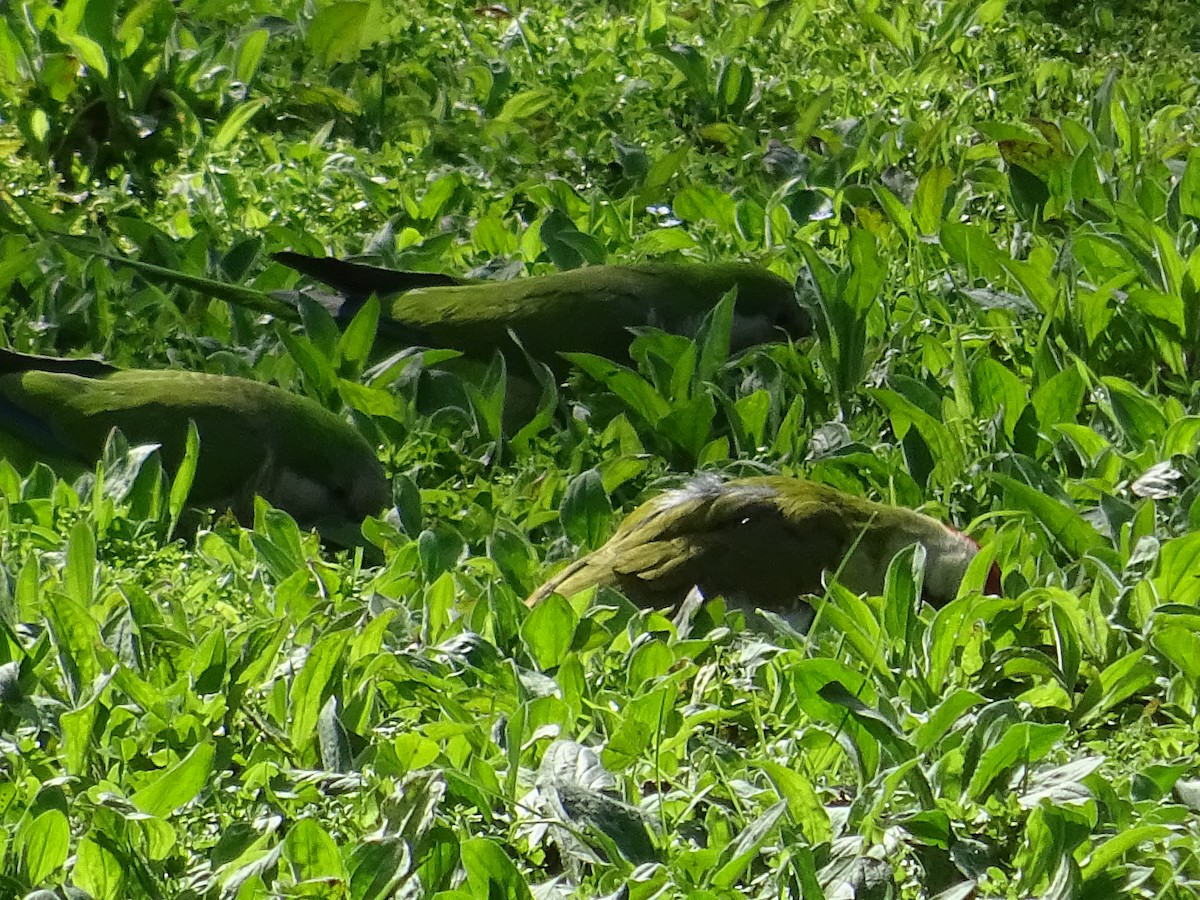 Eurasian Green Woodpecker - ML616321874