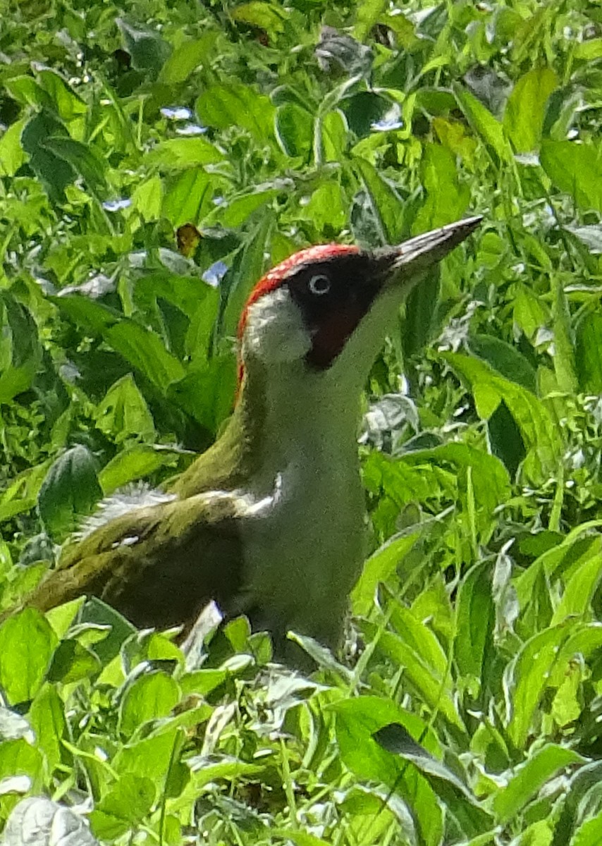Eurasian Green Woodpecker - ML616321881