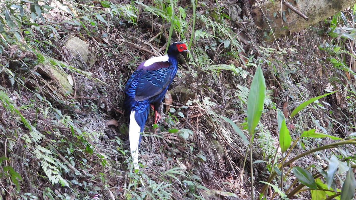 Swinhoe's Pheasant - ML616321925