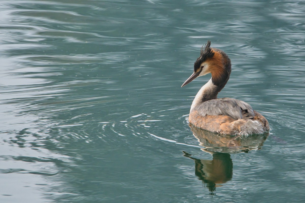 Great Crested Grebe - ML616321967
