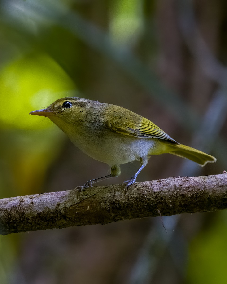 Lemon-throated Leaf Warbler - ML616321984