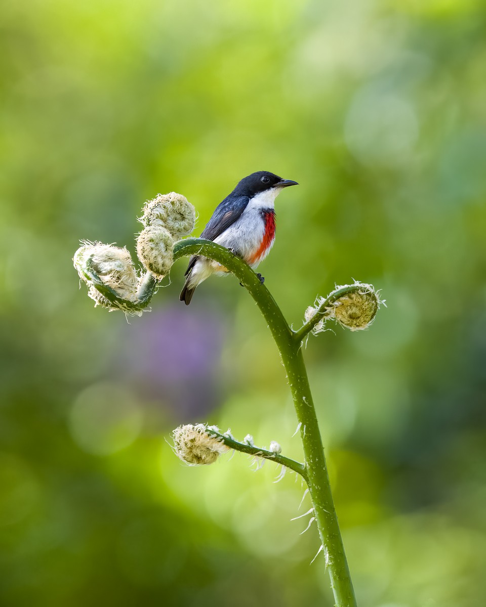 Black-belted Flowerpecker - Kristian Lozana