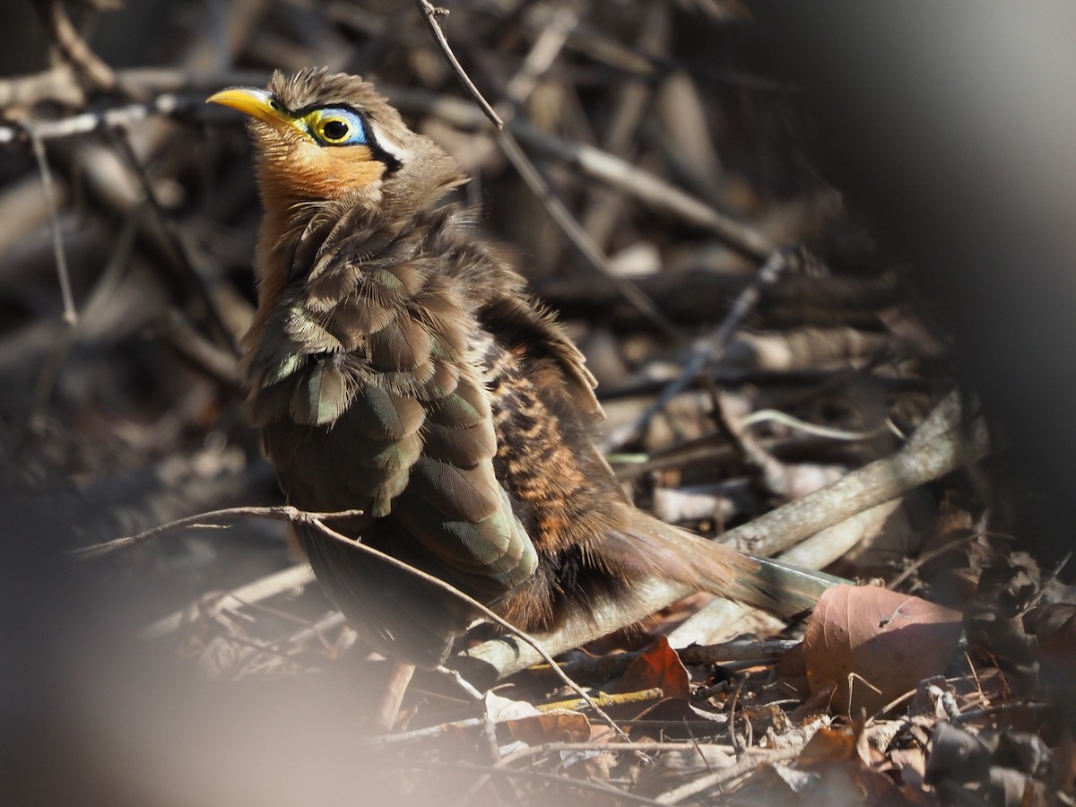 Lesser Ground-Cuckoo - ML616322010