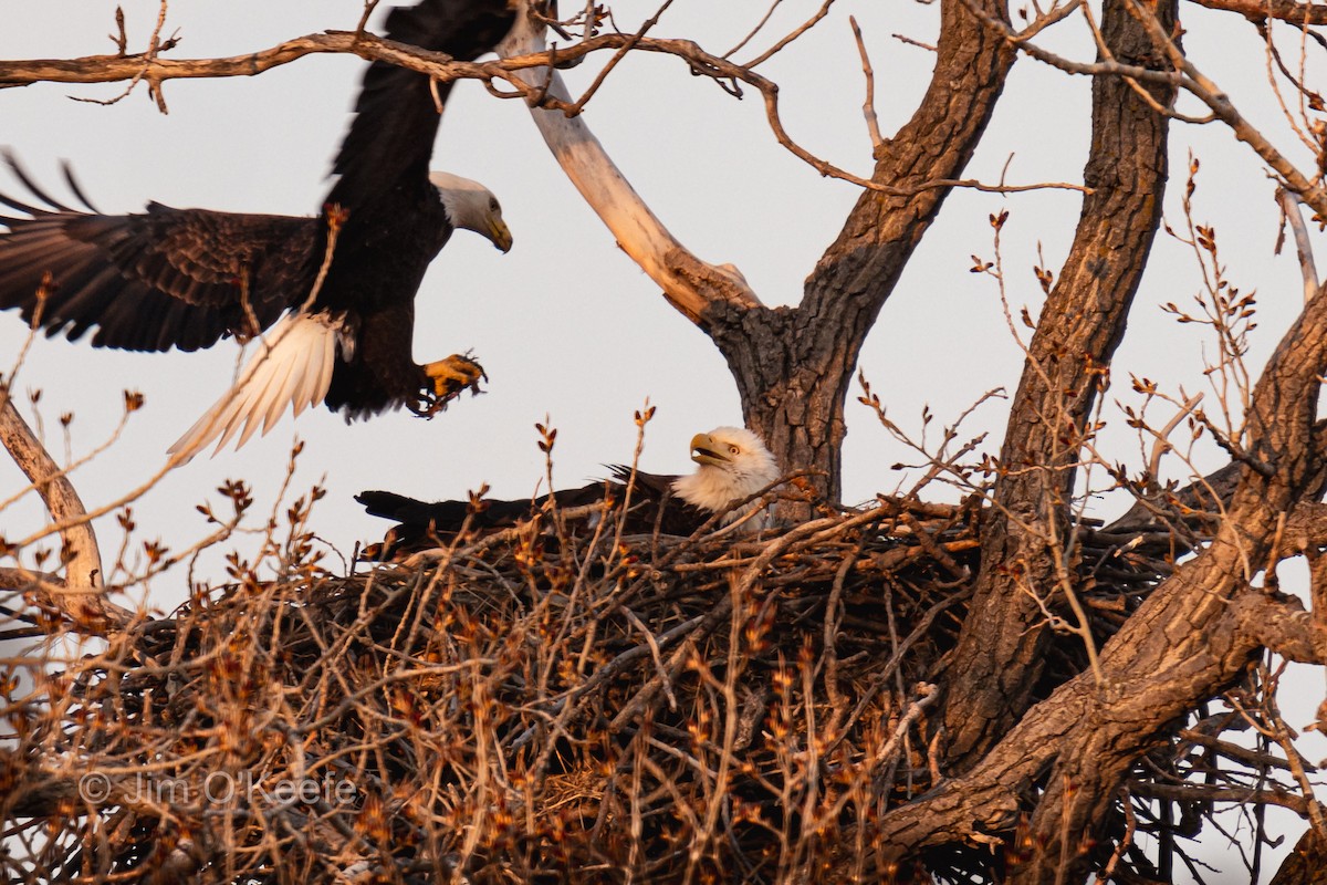 Bald Eagle - ML616322021