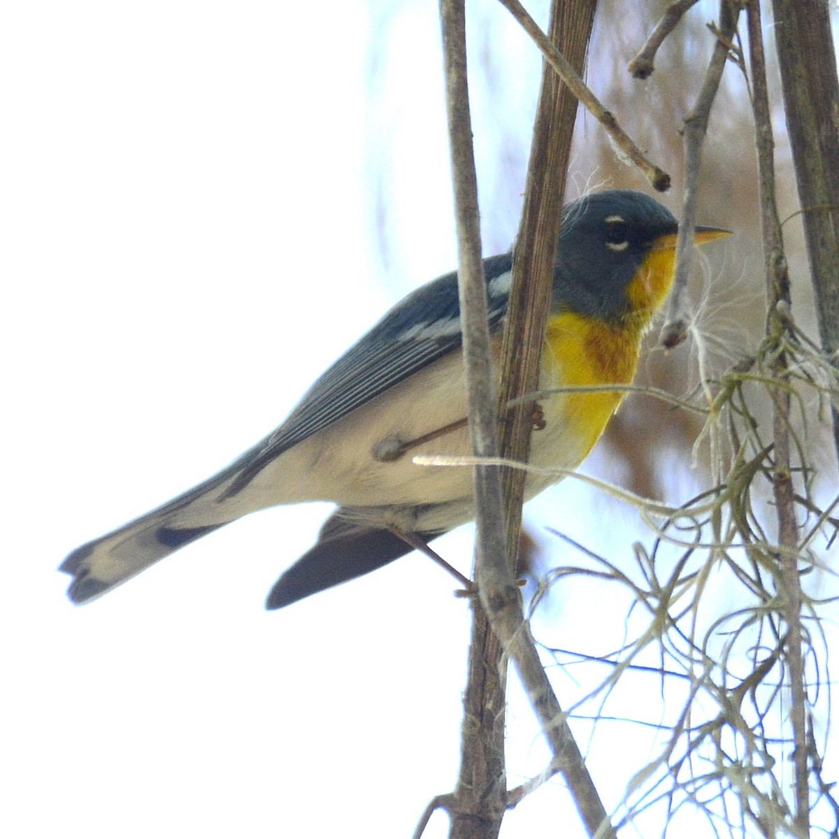 Northern Parula - ML616322029