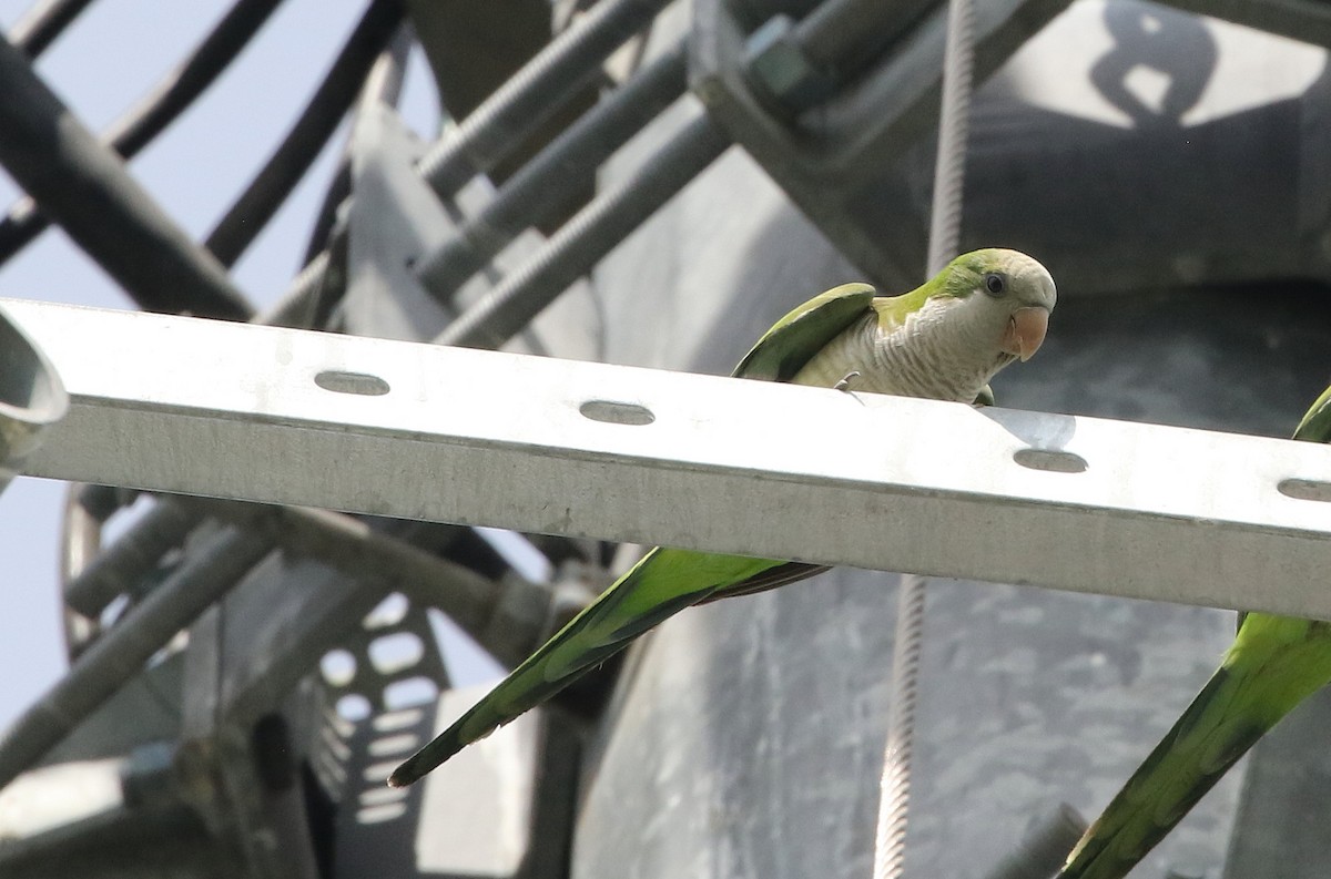 Monk Parakeet - ML616322052