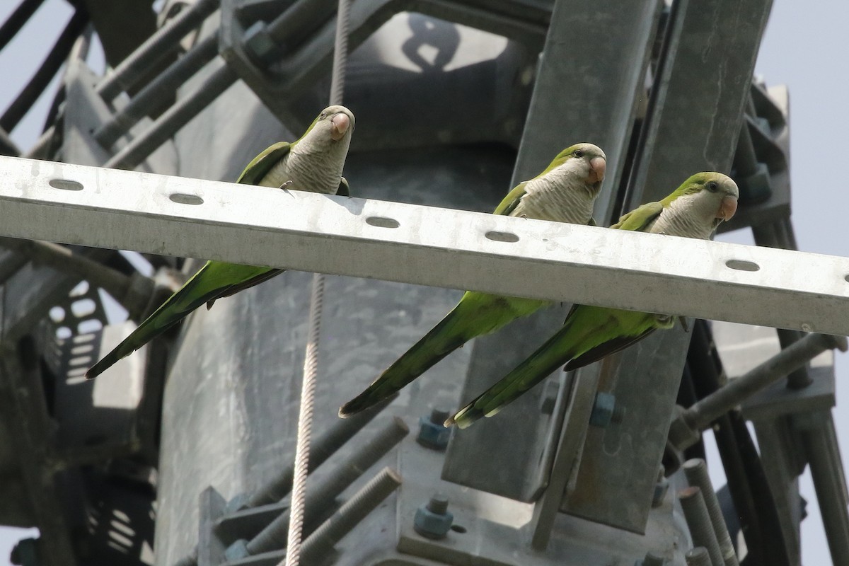 Monk Parakeet - ML616322059