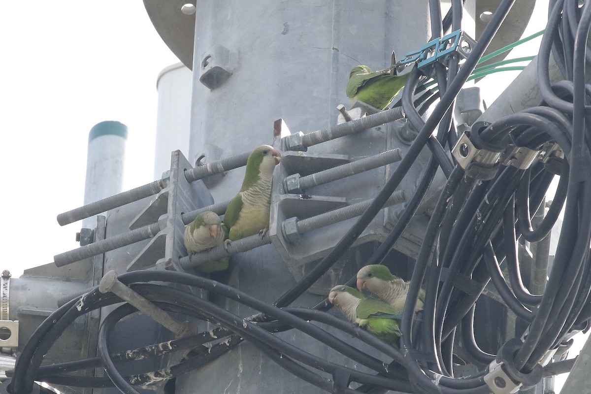 Monk Parakeet - Mark Chavez