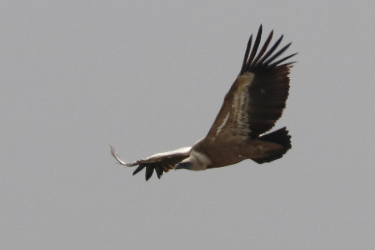 Eurasian Griffon - Paulo Domingues