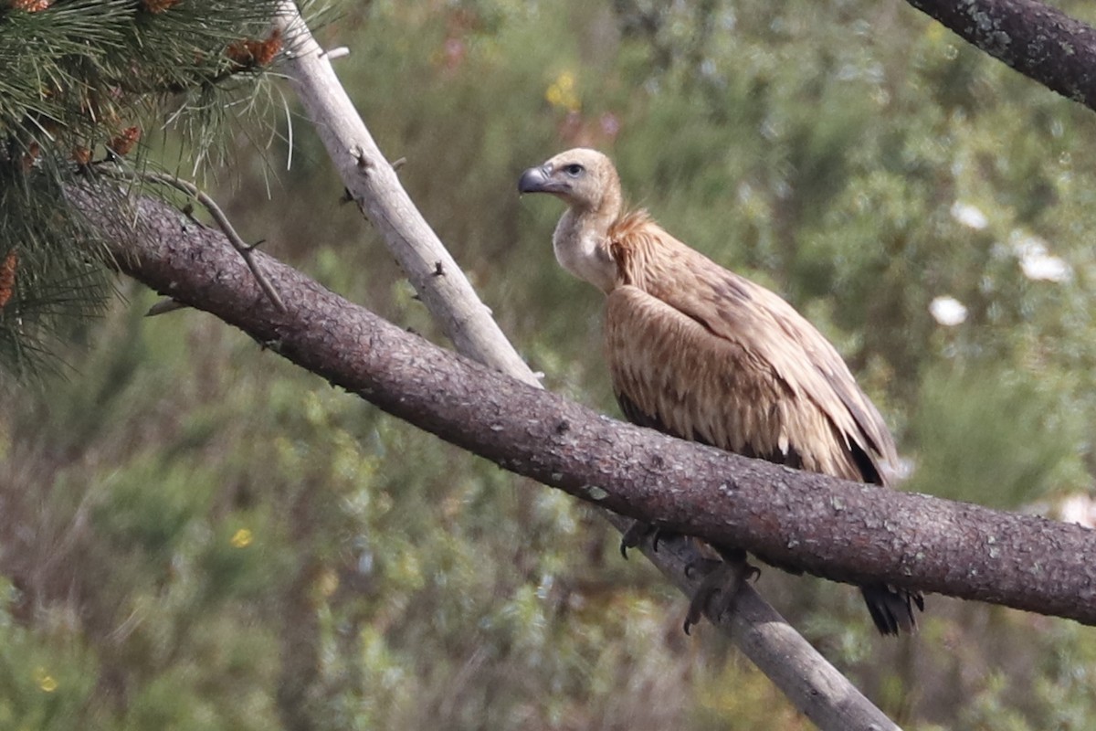 Eurasian Griffon - ML616322086