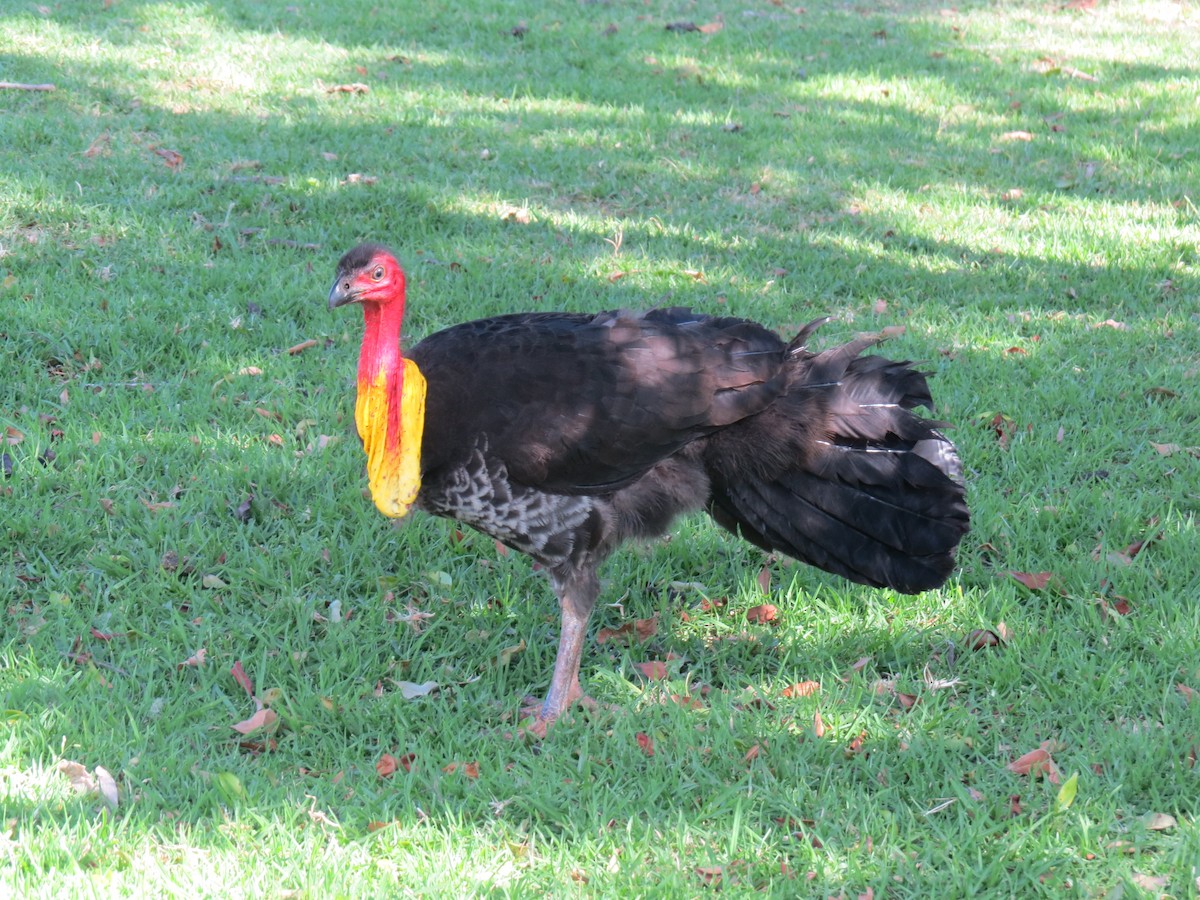 Australian Brushturkey - ML616322091