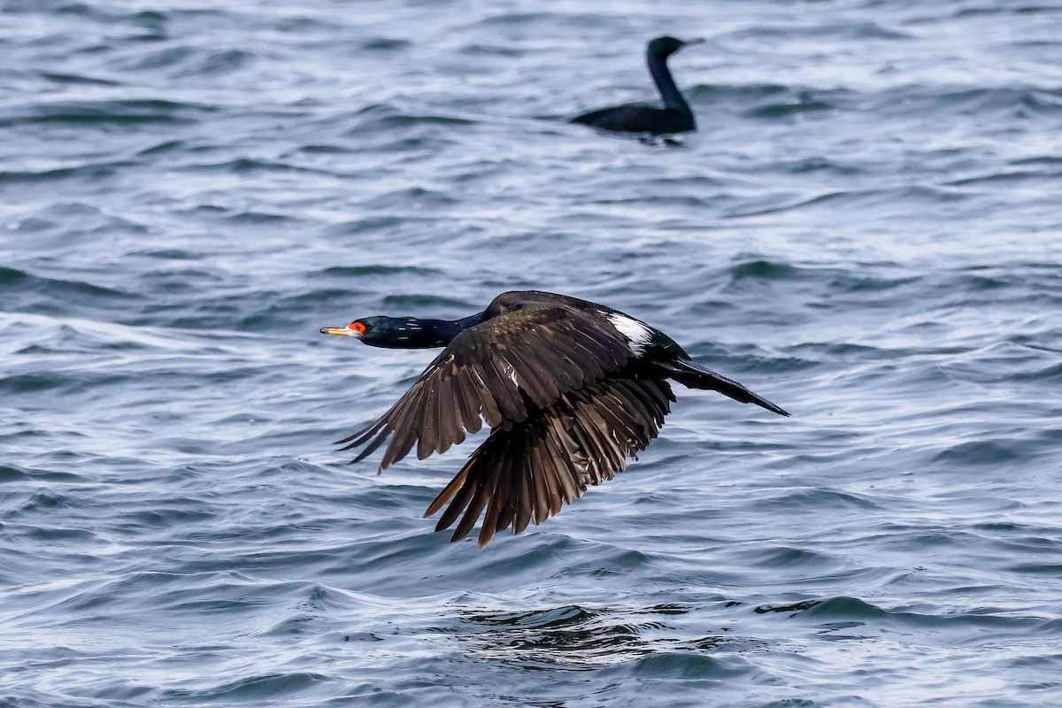 Red-faced Cormorant - Ying ZHOU