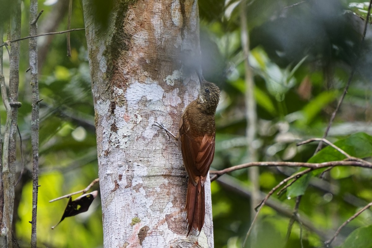 Amazonian Barred-Woodcreeper - ML616322263