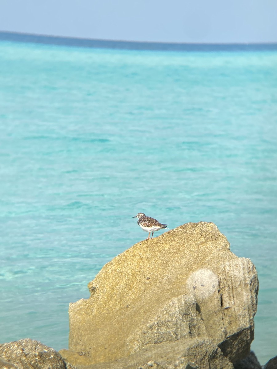 Ruddy Turnstone - ML616322268