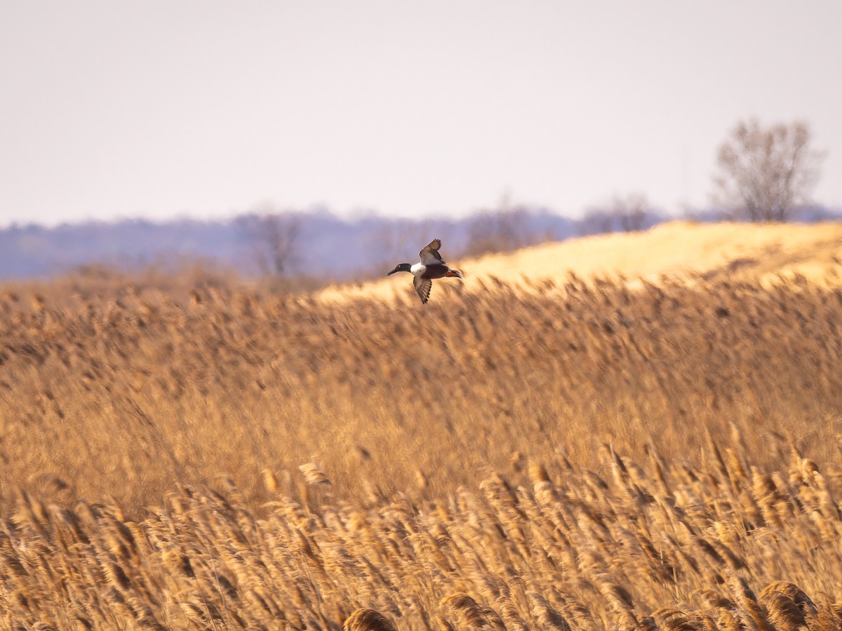 Northern Shoveler - ML616322270