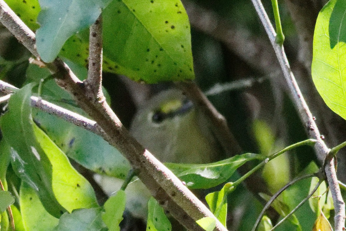 Thick-billed Vireo - ML616322279