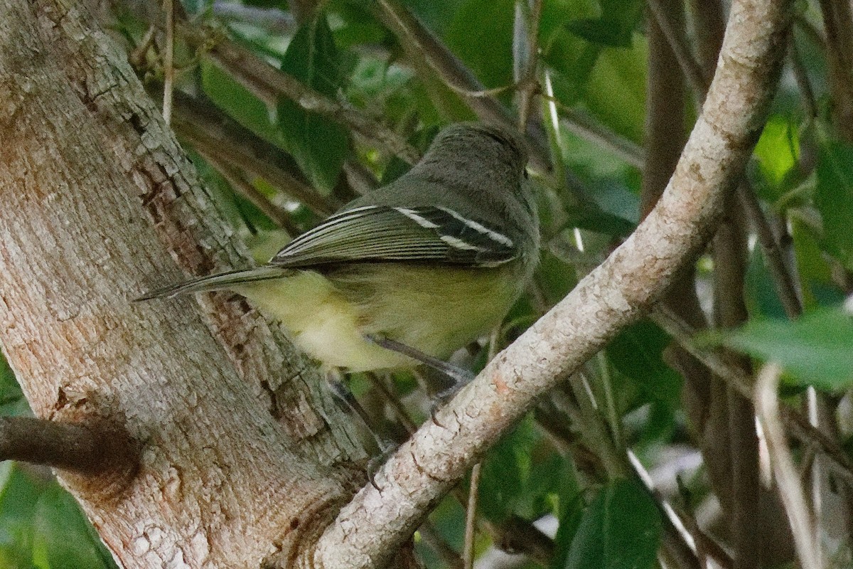 Viréo à bec fort - ML616322280