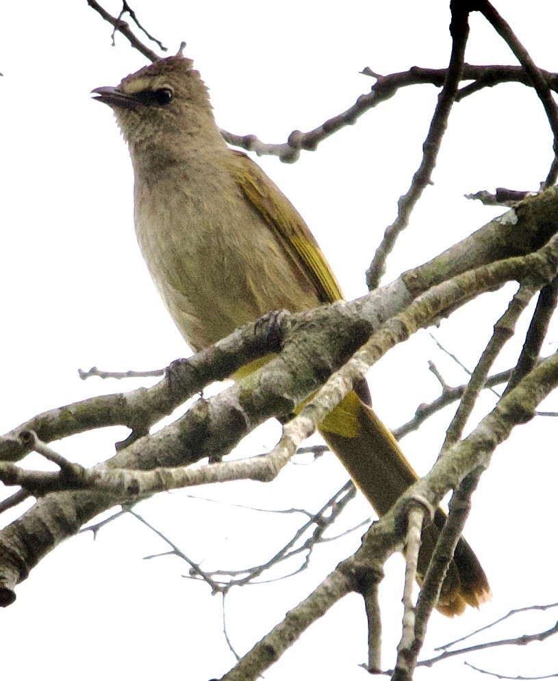 Flavescent Bulbul - Connie Lintz