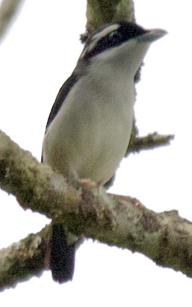 White-browed Shrike-Babbler - Connie Lintz