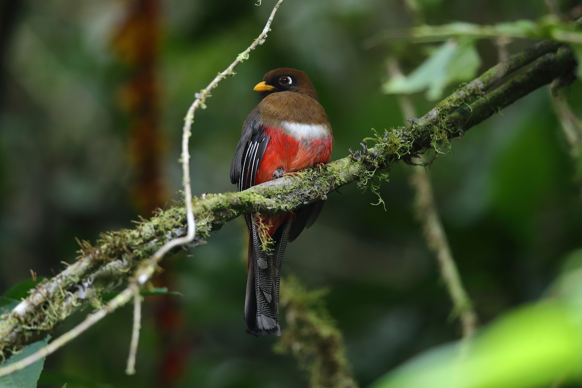 Masked Trogon - Josef Widmer