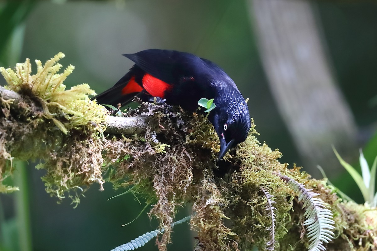 Red-bellied Grackle - Josef Widmer