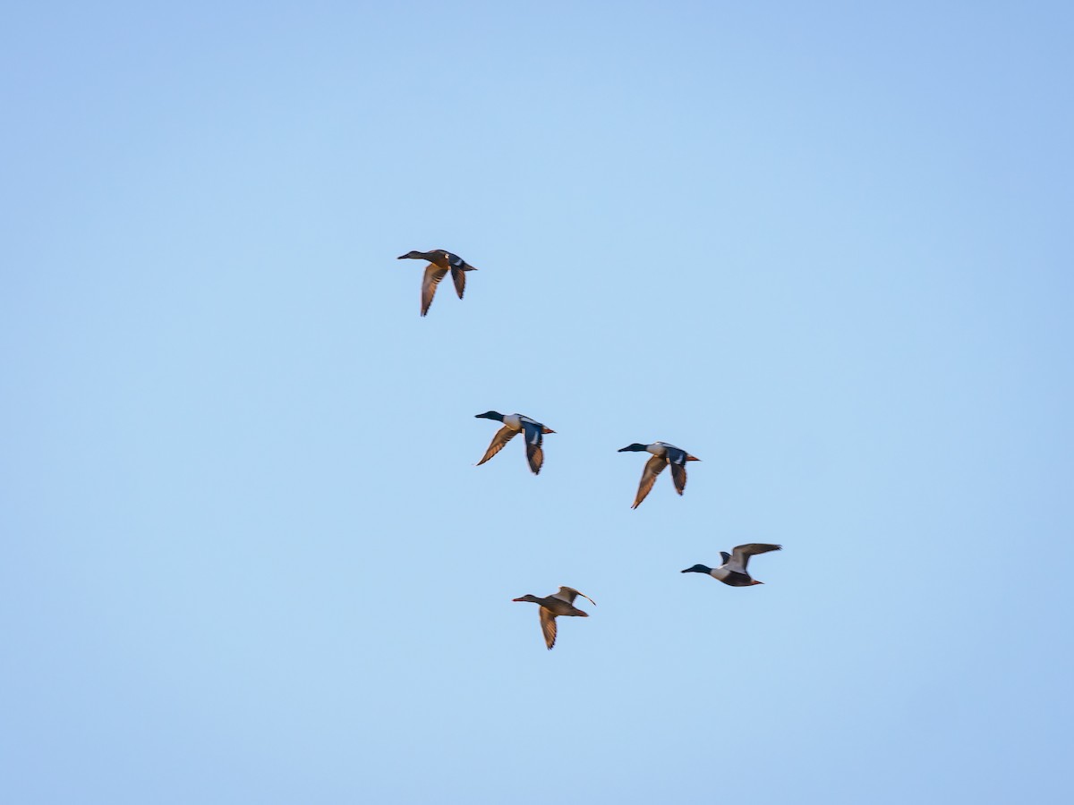 Northern Shoveler - ML616322326