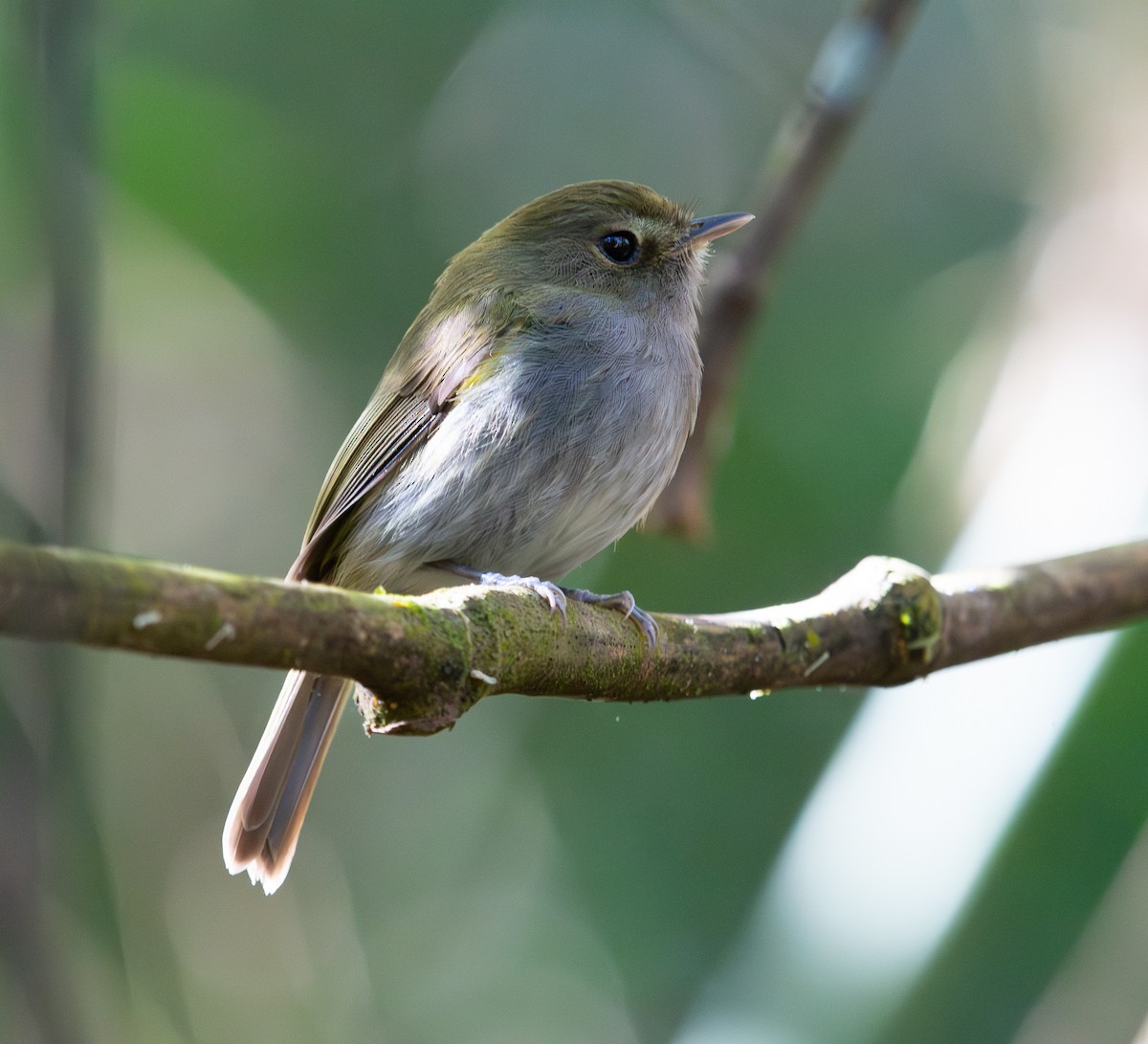 Drab-breasted Pygmy-Tyrant - ML616322330