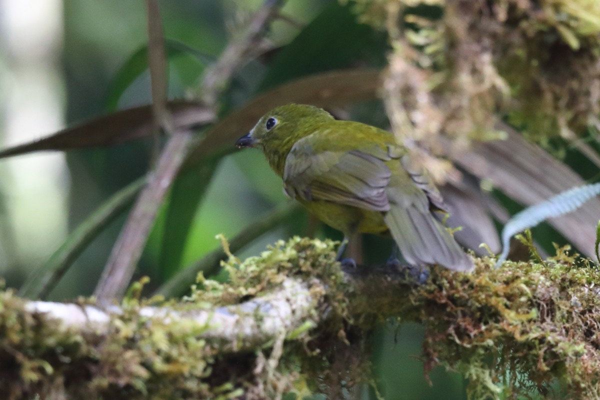 Olivaceous Piha - Josef Widmer