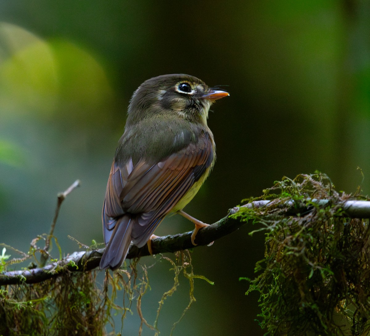 Russet-winged Spadebill - ML616322338