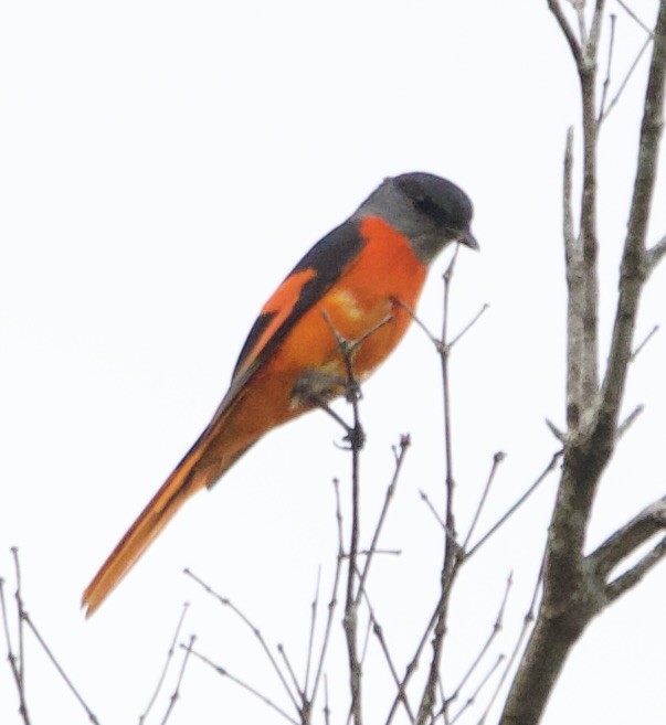 Gray-chinned Minivet - Connie Lintz