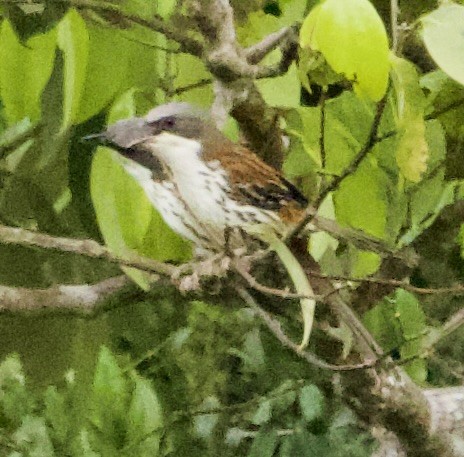 Gray-crowned Crocias - Connie Lintz