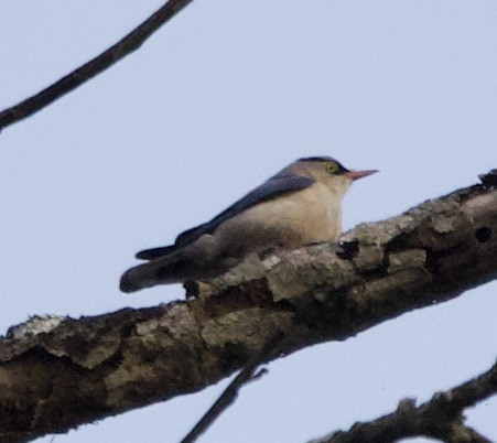 Sittelle à bec jaune - ML616322409