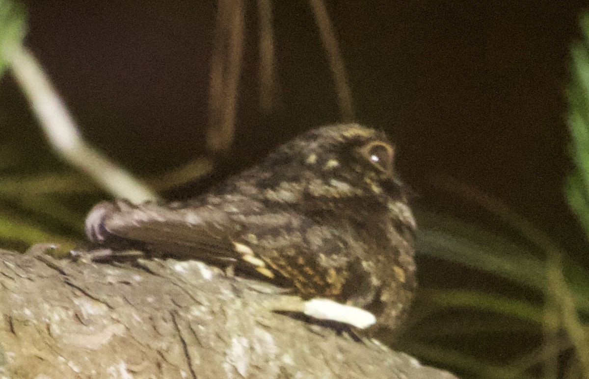 Large-tailed Nightjar - Connie Lintz