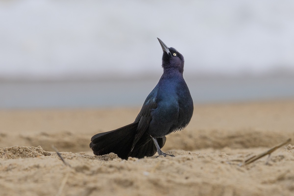 Boat-tailed Grackle - ML616322438