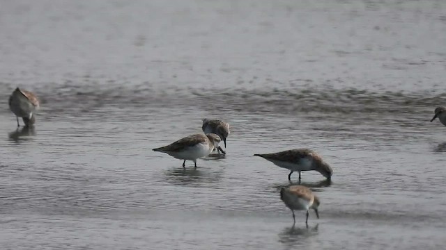 Spoon-billed Sandpiper - ML616322453